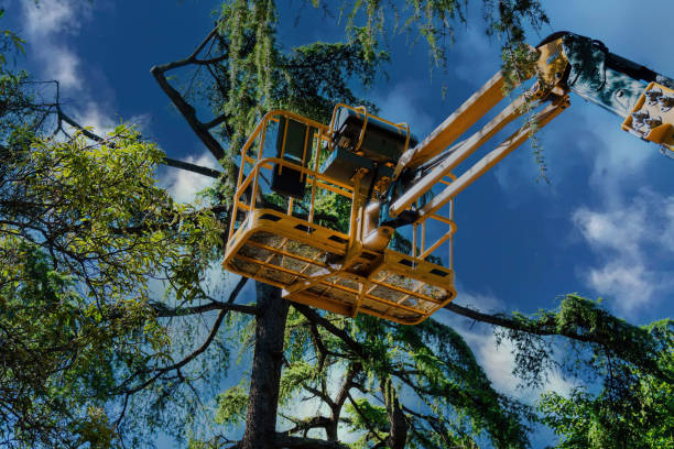 The Steps Involved in Our Tree Care Process in Bemidji, MN